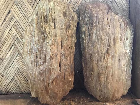 almaciga wood|Keeping it flowing: The Palaw’an almaciga story – .
